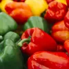 PNOS zaadmengsel zoete paprika, 0,6 g
