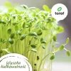 Toraf Flavor Symphony zaden-set - 12 verpakkingen