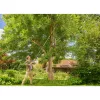 Telescoopsnoeischaar GARDENA StarCut Pro L T-greep, verstelbare lengte 175–400 cm