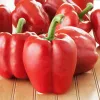 PNOS paprika Ozarowska gecoate zaden, verpakking van 50