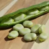 PNOS tuinboon Jankiel White zaden, 50 g