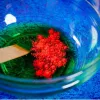 Liscianigiochi Science Kit Crazy Science Slime Chameleon 304-PL89246 – educatieve slijm-experimenteerset
