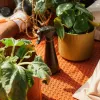 Plantenverzorgingsspray 1071306