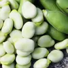 PNOS tuinboon Jankiel White zaden, 50 g