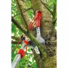 Boomknipper WOLF-Garten RC-VM ANVIL PROFI