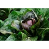 Lettuce Chicory Palla Rossa 3 Toraf groentezaden, 5g-pakket