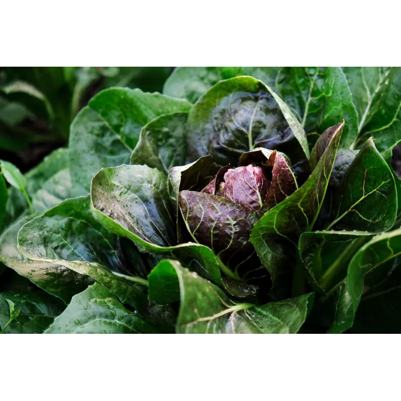 Lettuce Chicory Palla Rossa 3 Toraf groentezaden, 5g-pakket