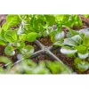 Gardena 13214-20 tuingereedschap zwart