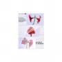 Lamineerfolie Olympia 1x50 DIN A3 80 micron