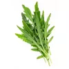 PNOS rucola Eruca sativa zaden op band, 6 m