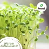 Toraf tomatenzaden-set Eden – 8 verpakkingen