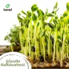 Toraf groentezaden-harmonie-set – 12 verpakkingen