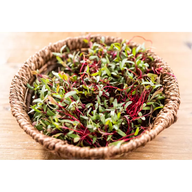 China Rose radijszaden voor spruitgroenten, 20g verpakking
