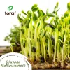 Toraf Summer Flavors zaden-set - 7 packs