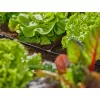 Slangverbinder Gardena 13211-20 kunststof zwart 10 stuks