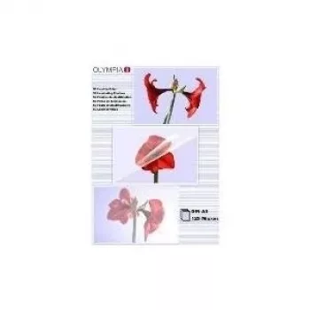 Lamineerfolie Olympia 1x50 DIN A3 125 micron