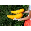 Gouden courgette Toraf groentezaden, 5g pakket