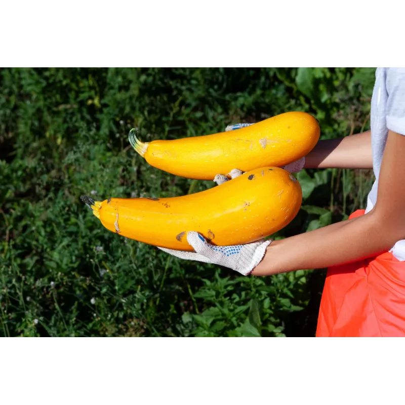 Gouden courgette Toraf groentezaden, 5g pakket