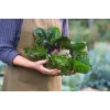 Lettuce Chicory Palla Rossa 3 Toraf groentezaden, 5g-pakket