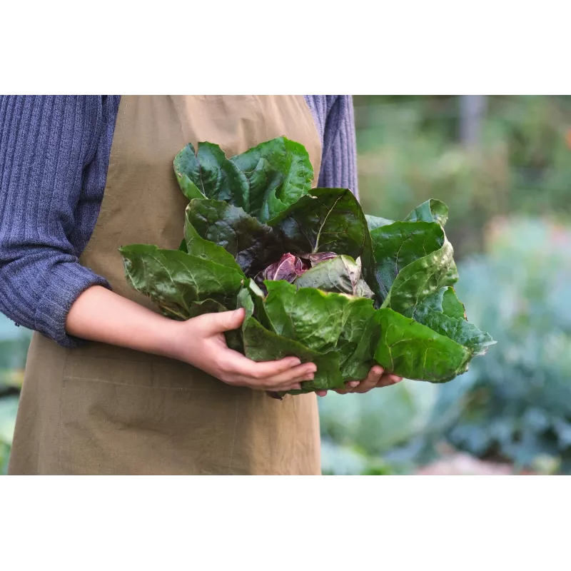 Lettuce Chicory Palla Rossa 3 Toraf groentezaden, 5g-pakket