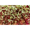 China Rose radijszaden voor spruitgroenten, 20g verpakking