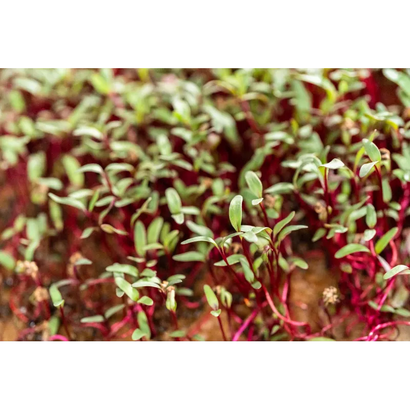China Rose radijszaden voor spruitgroenten, 20g verpakking