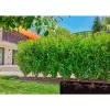 Gardena Micro-Drip-System druppelleiding, 1,6 l/u, 50 m (13504-20)