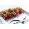 China Rose radijszaden voor spruitgroenten, 20g verpakking