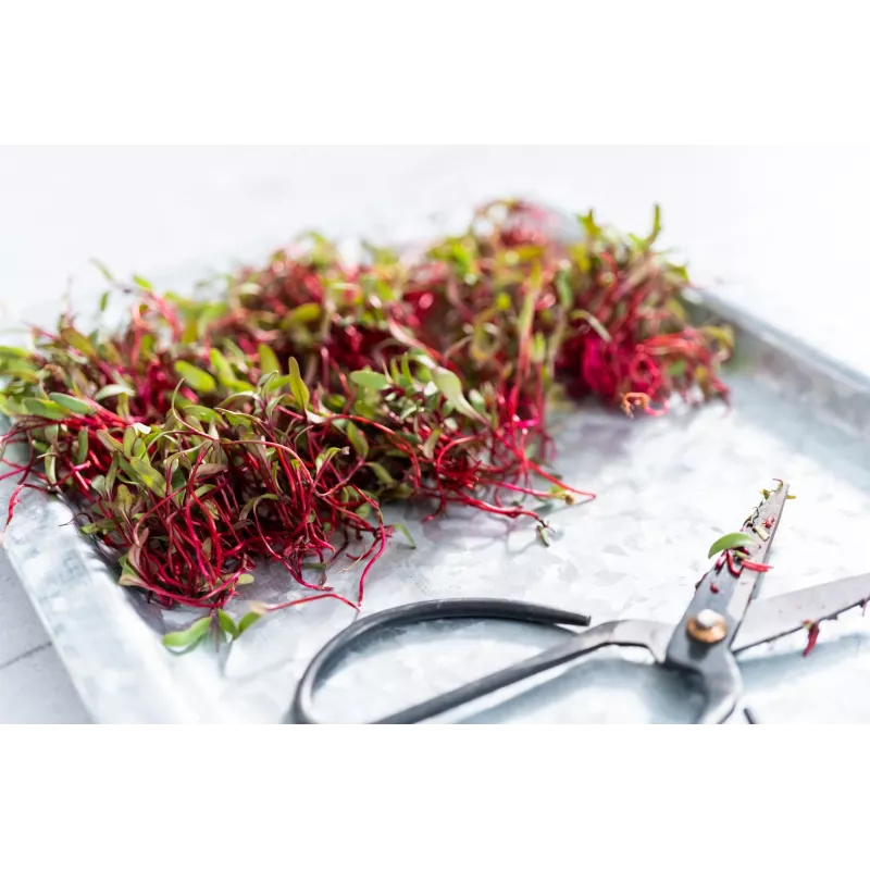 China Rose radijszaden voor spruitgroenten, 20g verpakking