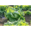 Crisp Ice Lettuce Summer Toraf groentezaden, 1g verpakking