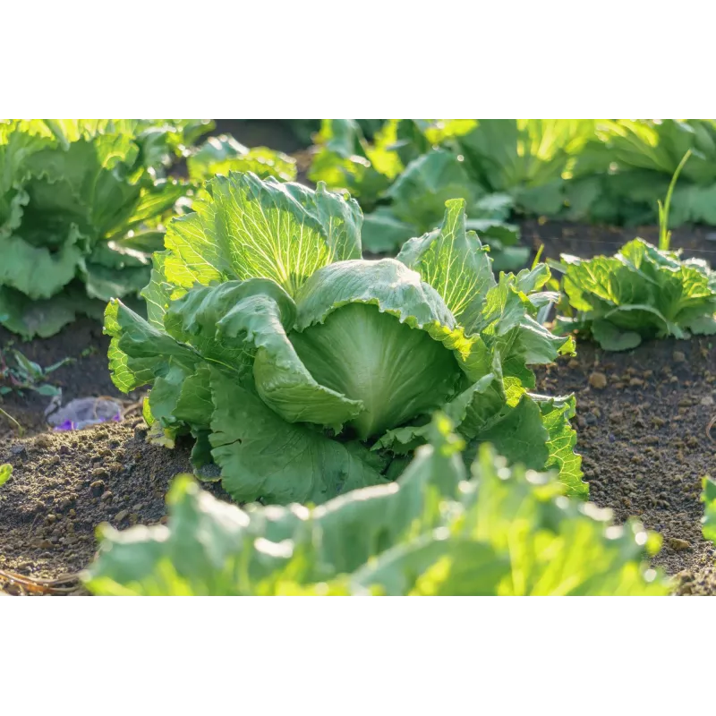 Crisp Ice Lettuce Summer Toraf groentezaden, 1g verpakking