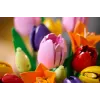 LEGO BOTANICALS 11501 Tulpenboeket
