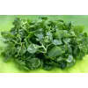 Waterkers Toraf groentezaden, 0,2g verpakking