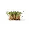 China Rose radijszaden voor spruitgroenten, 20g verpakking