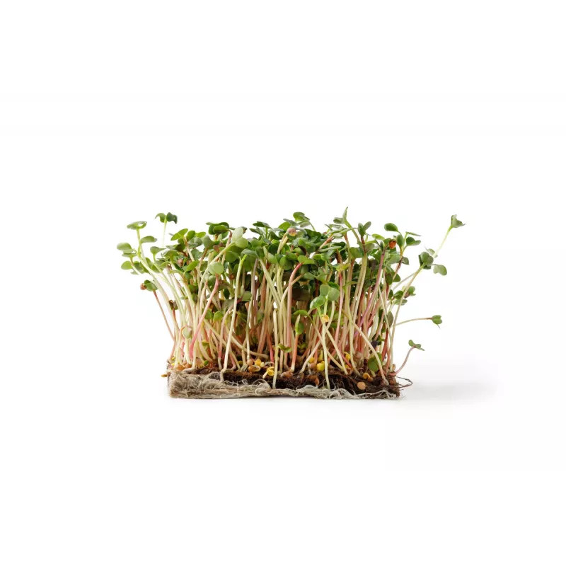 China Rose radijszaden voor spruitgroenten, 20g verpakking