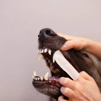 VETEXPERT Caryodent Finger Wipes, tandenreinigingsdoekjes voor honden en katten, 50 stuks