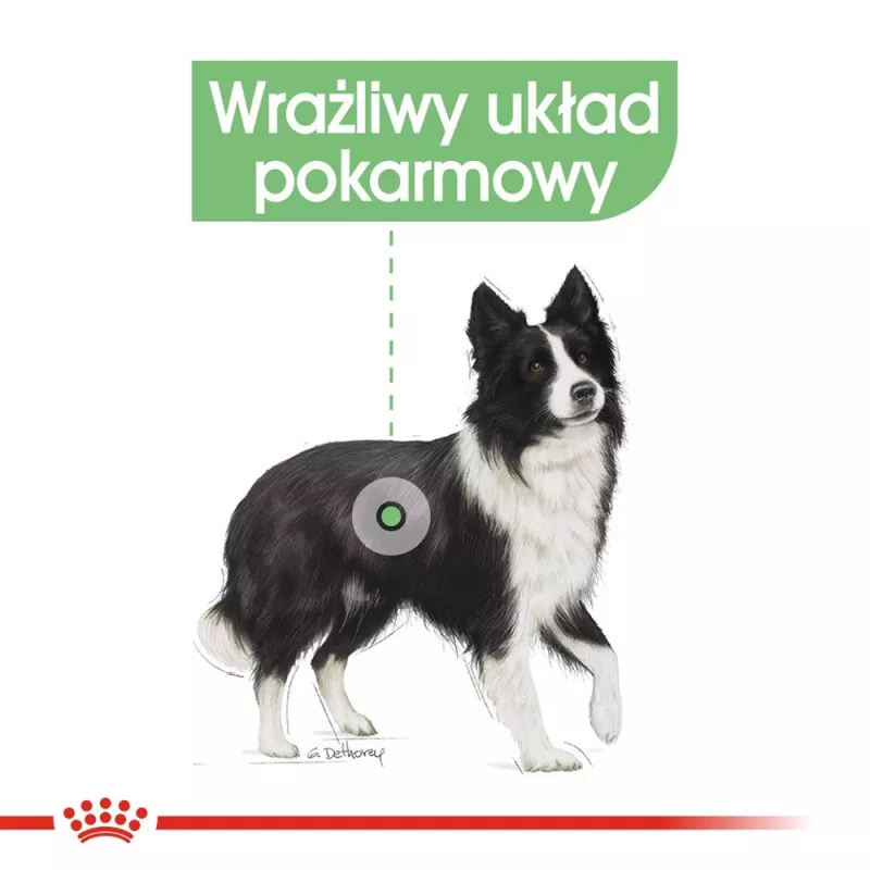 ROYAL CANIN CCN Medium Digestive Care - Droogvoer voor honden - 3 kg