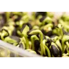 Zwarte zonnebloempitten PNOS om te kiemen, 20g verpakking