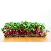 China Rose radijszaden voor spruitgroenten, 20g verpakking