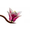 LEGO BOTANICALS 11510 Magnoliatakken