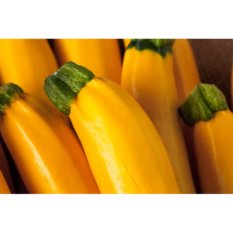 Gouden courgette Toraf groentezaden, 5g pakket