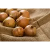 Wolska Onion Toraf groentezaden, 5g pakket