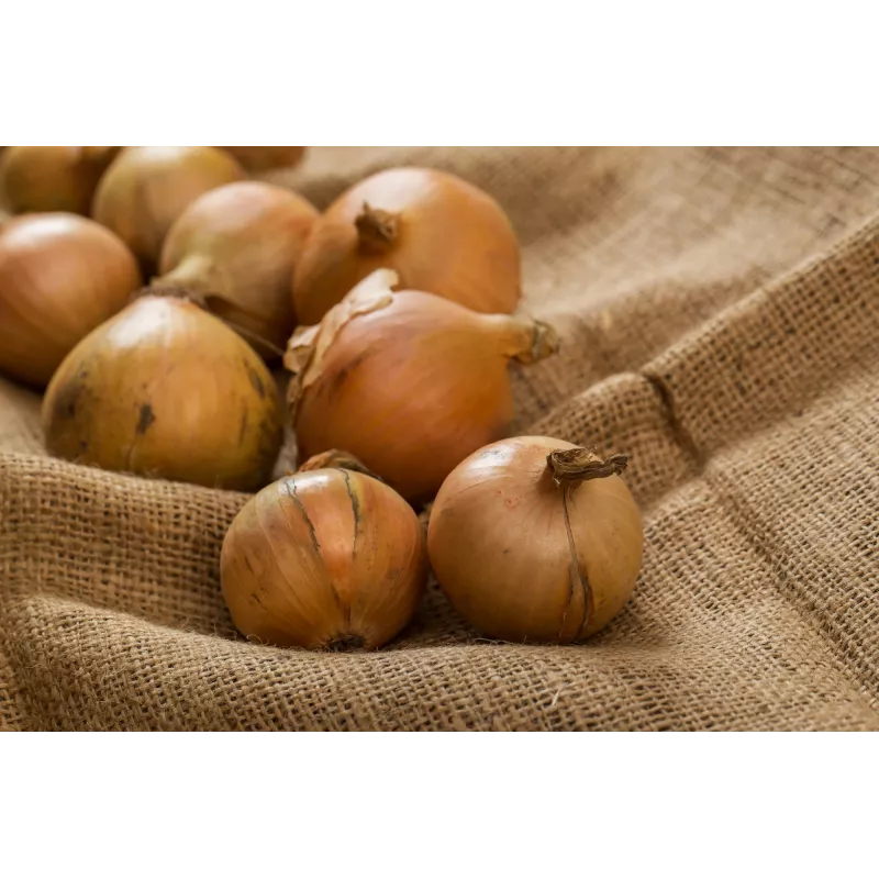 Wolska Onion Toraf groentezaden, 5g pakket