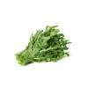PNOS rucola Eruca sativa zaden op band, 6 m