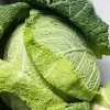 PNOS savooiekool Langedijska groentezaden, 2 g
