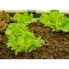 Crisp Ice Lettuce Summer Toraf groentezaden, 1g verpakking
