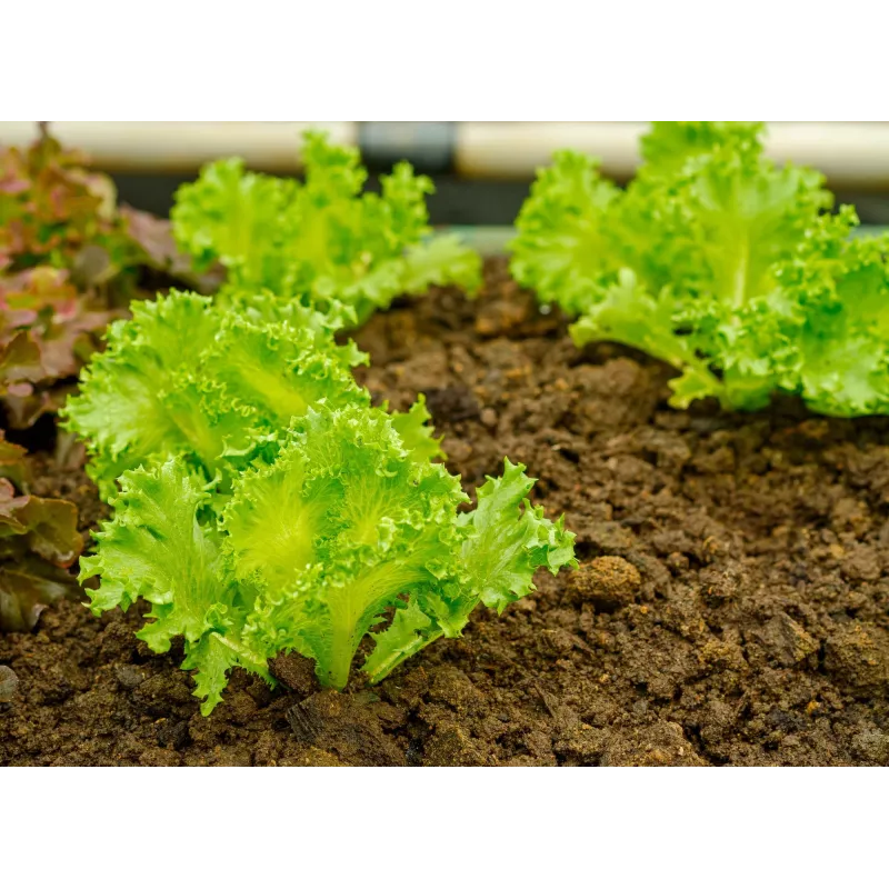 Crisp Ice Lettuce Summer Toraf groentezaden, 1g verpakking