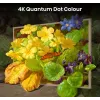 Hisense 55 inch S7NQTUK Canvas TV met Freely & ArtMode