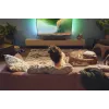 Soundbar-luidspreker Philips TAB5309/10 120 W