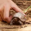 Figuur, Schleich, WILD LIFE reuzenschildpad